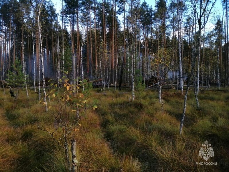 Лесной пожар в Солигаличском муниципальном округе локализован